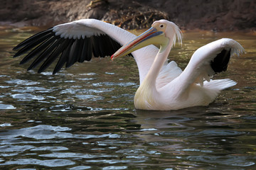 White Pelican