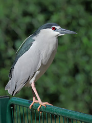 Black-crowned Night Heron (Nycticorax nycticorax) sitting on fence