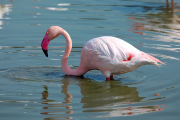 Pink Flamingo in the water
