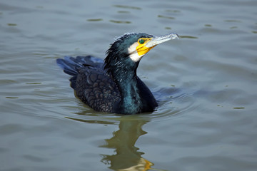 Cormorant