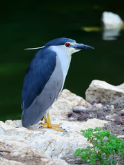 Naklejka premium Nycticorax
