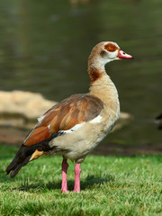 Egyptian Goose