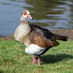 Egyptian Goose