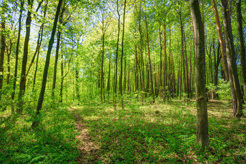 Obraz premium Green Deciduous Forest Summer Nature. Sunny Trees And Green Gras