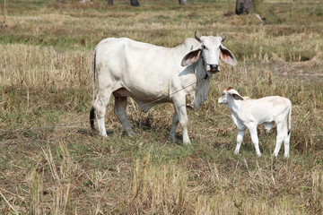 cow and calf in field