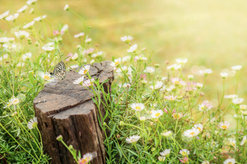 Flowers field with stump background, bright and soft process