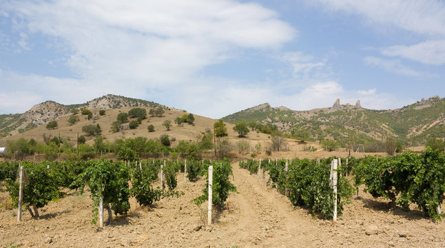 Vineyards at bottom of mountain