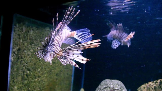 Pterois is a genus of venomous marine fish, commonly known as lionfish, native to the Indo-Pacific. Pterois, also called zebrafish, firefish, turkeyfish or butterfly-cod
