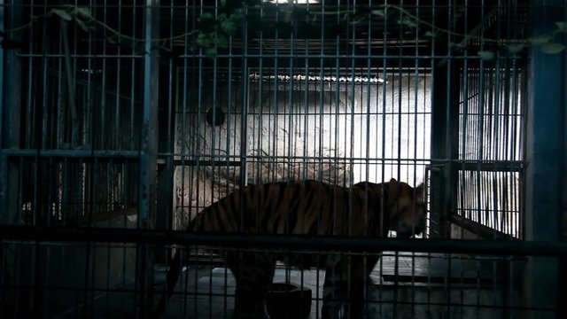 A lonely angry Bengal Tiger walking in a cage