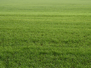 Obraz na płótnie Canvas Green grass field background, texture