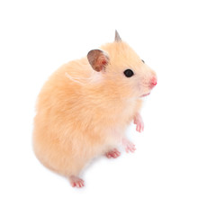 Hamster