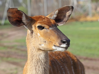antelope Kudu