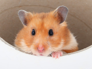 Fototapeta na wymiar hamster