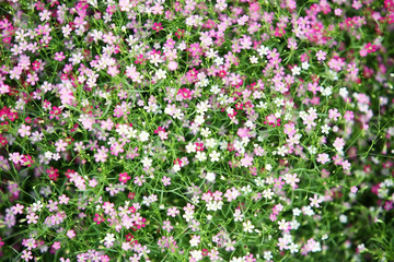 gypsophila flower.