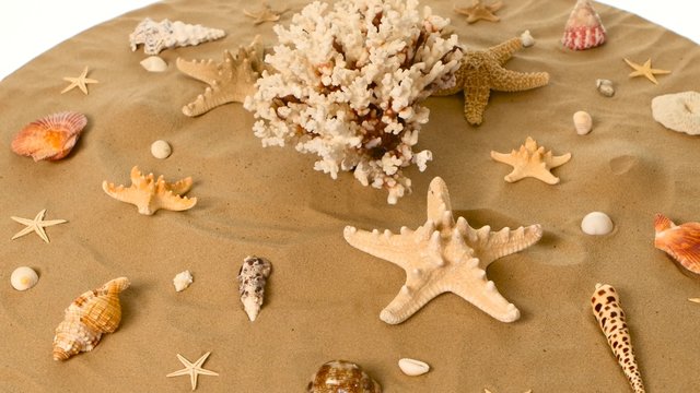 Sea shells over a sand, white, rotation
