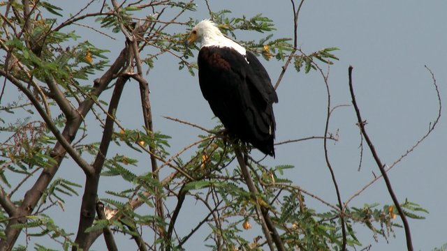 AKAGERA, RWANDA, JANUARY 2015: An eagle fly in the Akagera national park.