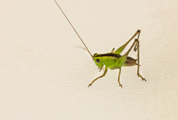 Grilo verde.