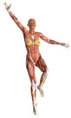 3D female medical figure jumping