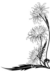 flower of chrysanthemum