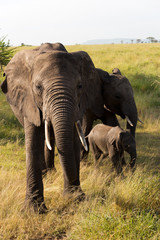 Naklejka na ściany i meble elephant family in serengeti national park, tanzania