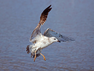 seagull