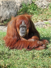 Obraz premium Orangutan in captivity in a zoo