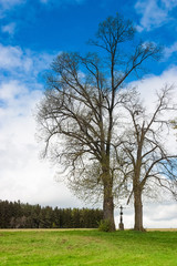 Lonely group of trees  on the mountains