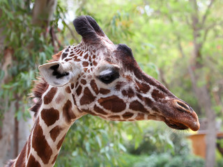 Fototapeta na wymiar close up of giraffe face