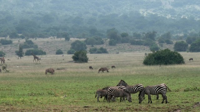 A group of zebras and giraffes living together in the Akagera national park.
