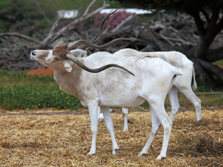 Horned Oryx in zoo