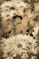 chrysanthemums flowers in blurred style