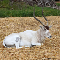 Horned Oryx in zoo