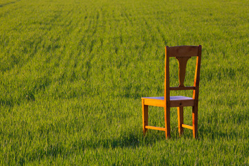 Empty wooden chair in the barley field