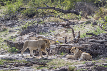 Lion in Kruger National park, South Africa