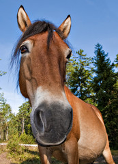 Obraz premium Funny portrait of wildhorse mare in Lojsta Hed, Gotland, Sweden. Roligt porträtt av vildhäst sto.