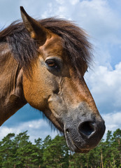 Obraz premium Portrait of a wildhorse mare in Lojsta Hed, Gotland, Sweden. Porträtt av vildhäst sto.