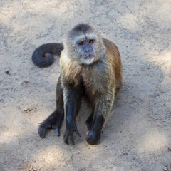 Capuchin monkey