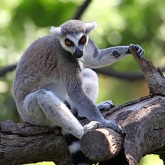 close-up of a ring-tailed lemur in zoo