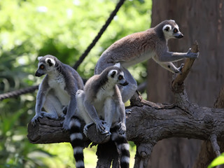 funny image of three ring-tailed lemurs