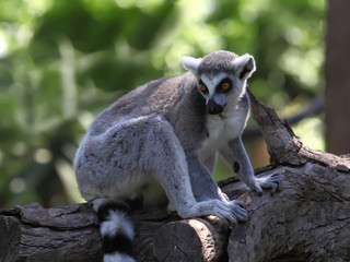 close-up of a ring-tailed lemur in zoo