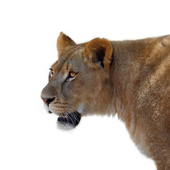 Fototapeta na wymiar Lioness portrait on white background