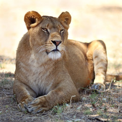 Fototapeta na wymiar Close Up picture of lioness resting in the grass