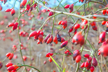brier red berries