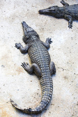 crocodiles close up on a crocodile farm