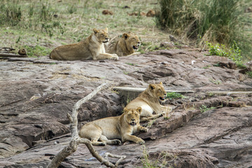 Lion in Kruger National park, South Africa