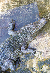 crocodiles close up on a crocodile farm