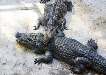 crocodiles close up on a crocodile farm