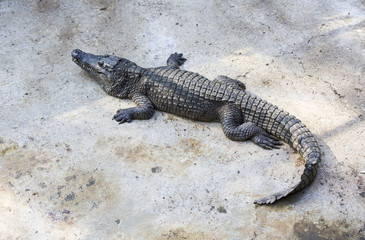 crocodiles close up on a crocodile farm