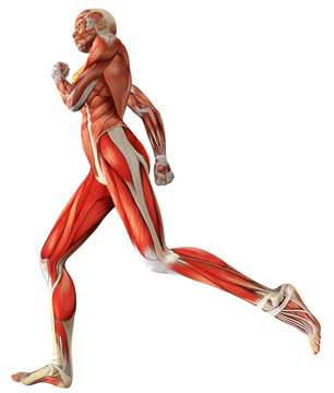 3D female medical figure showing active muscles when running