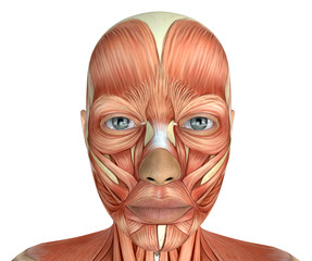 Female Face Muscles Anatomy